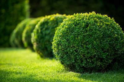 Trimmed Boxwood Bush