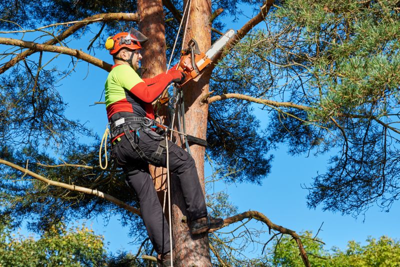 Licensed Tree Removal Experts